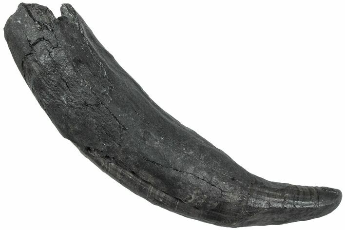 Fossil Pygmy Sperm Whale (Kogiopsis) Tooth - South Carolina #231852